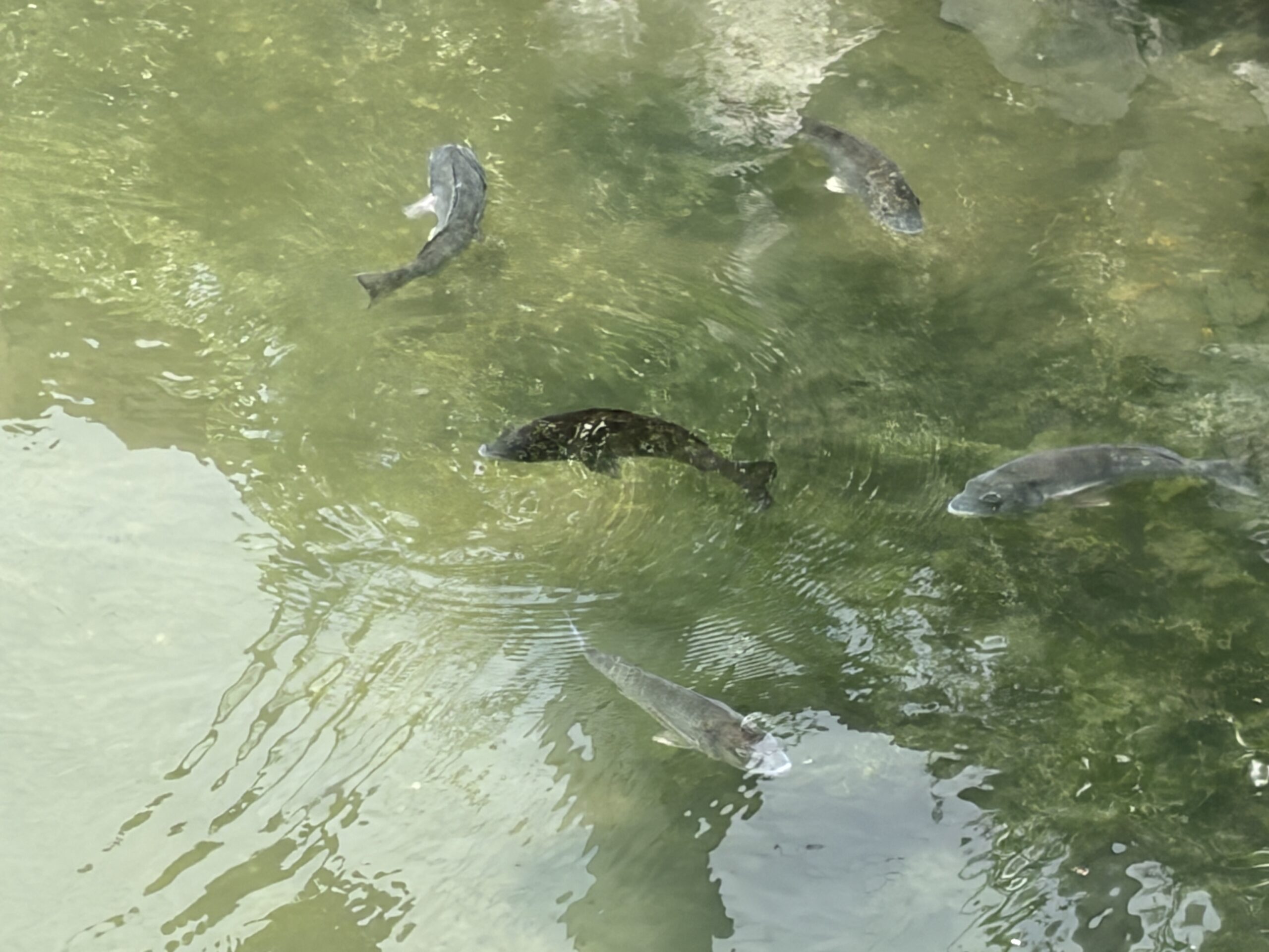 お堀を泳ぐ海の魚たち