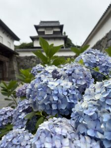 お城めぐり：福岡城（2026年6月）