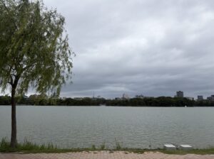 柳がゆれる大濠公園の水辺