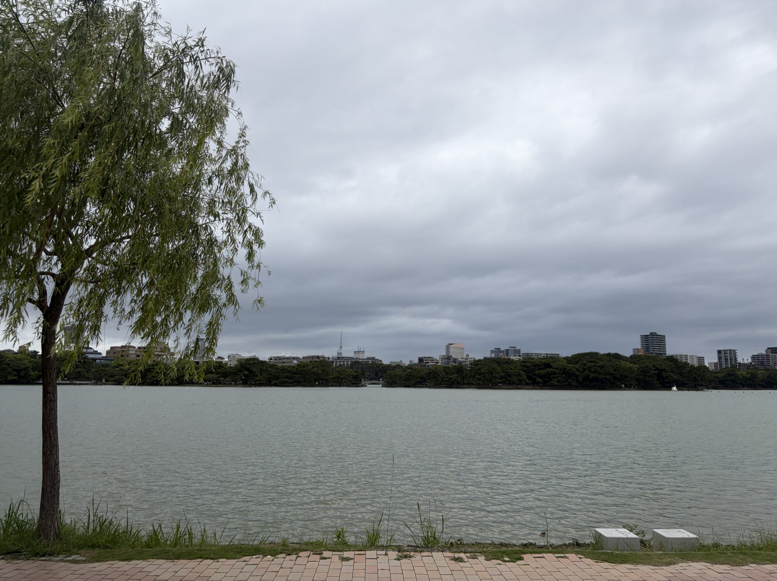 柳がゆれる大濠公園の水辺