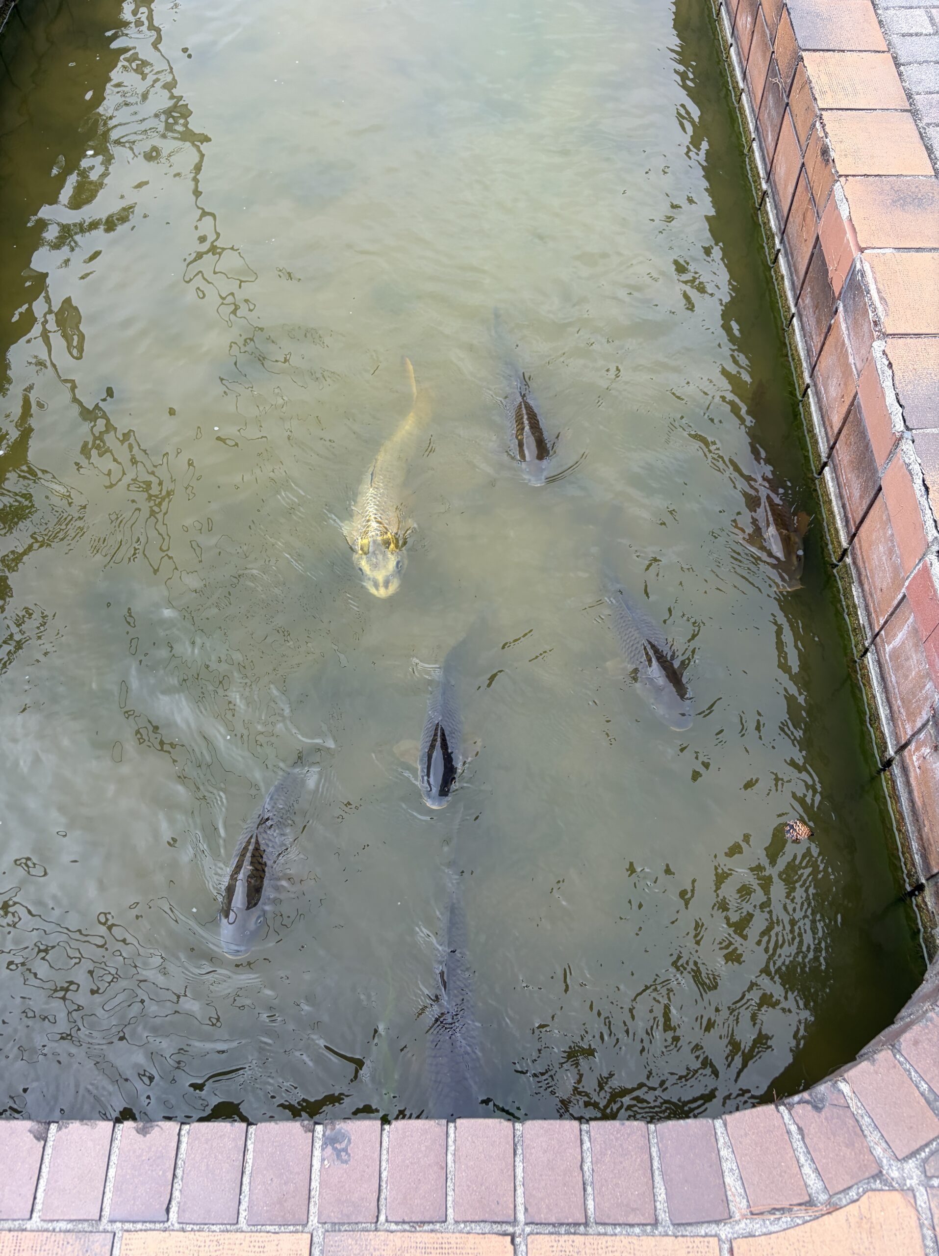 流れに向かって泳ぐ鯉たち