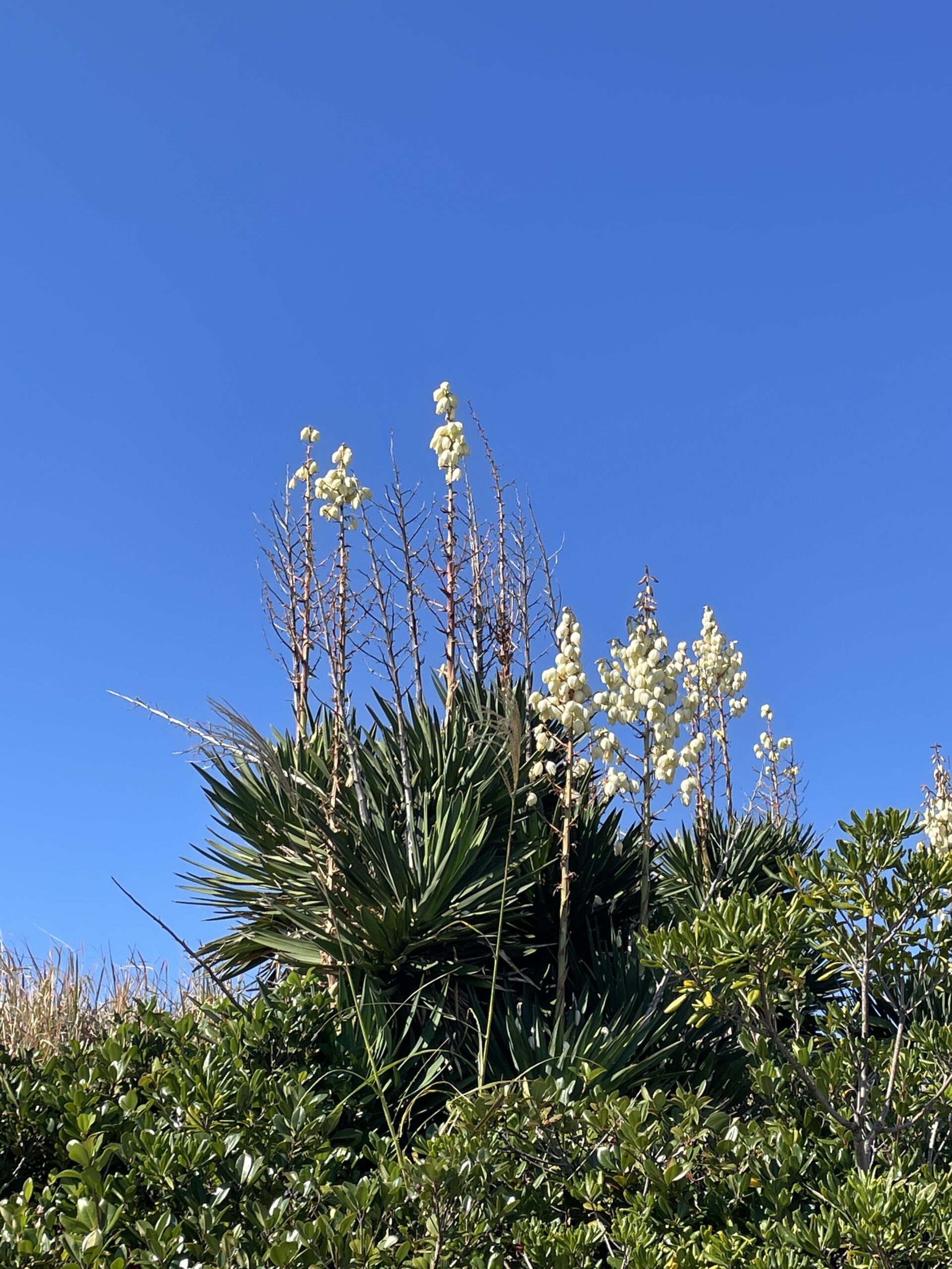 青空に伸びる島の草花