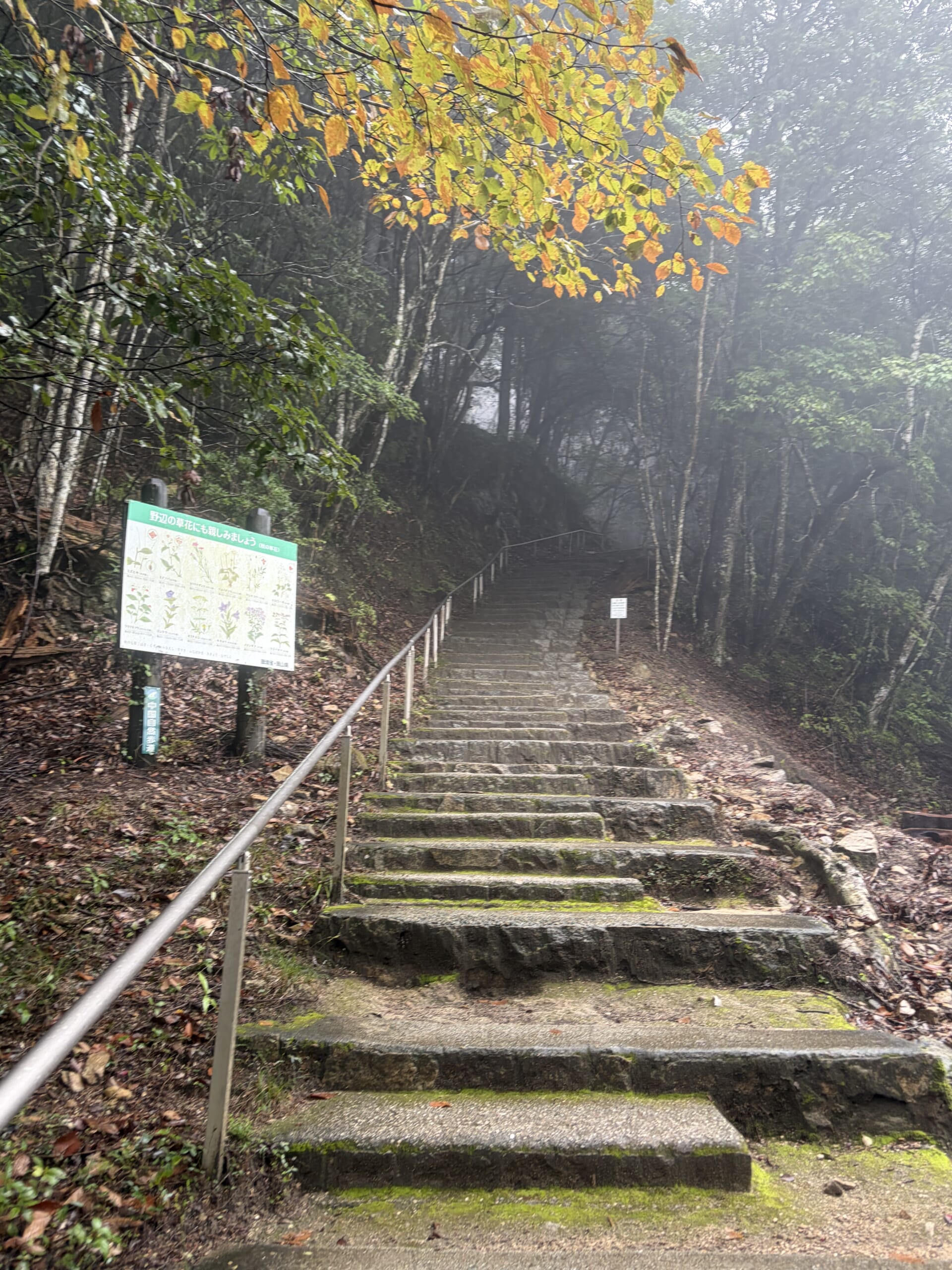 霧の森の奥へ続く長い石段
