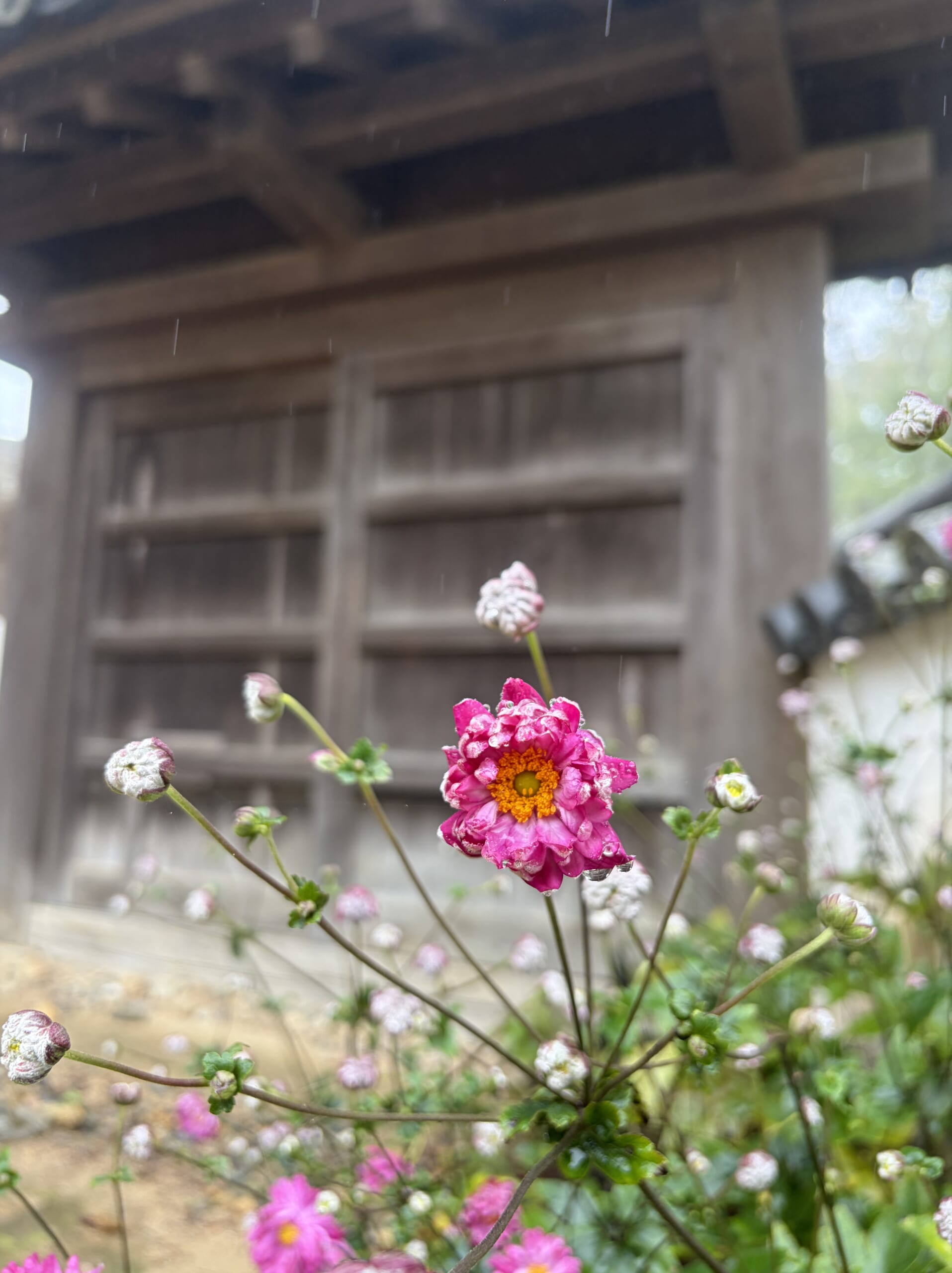 雨に濡れた桃色の花