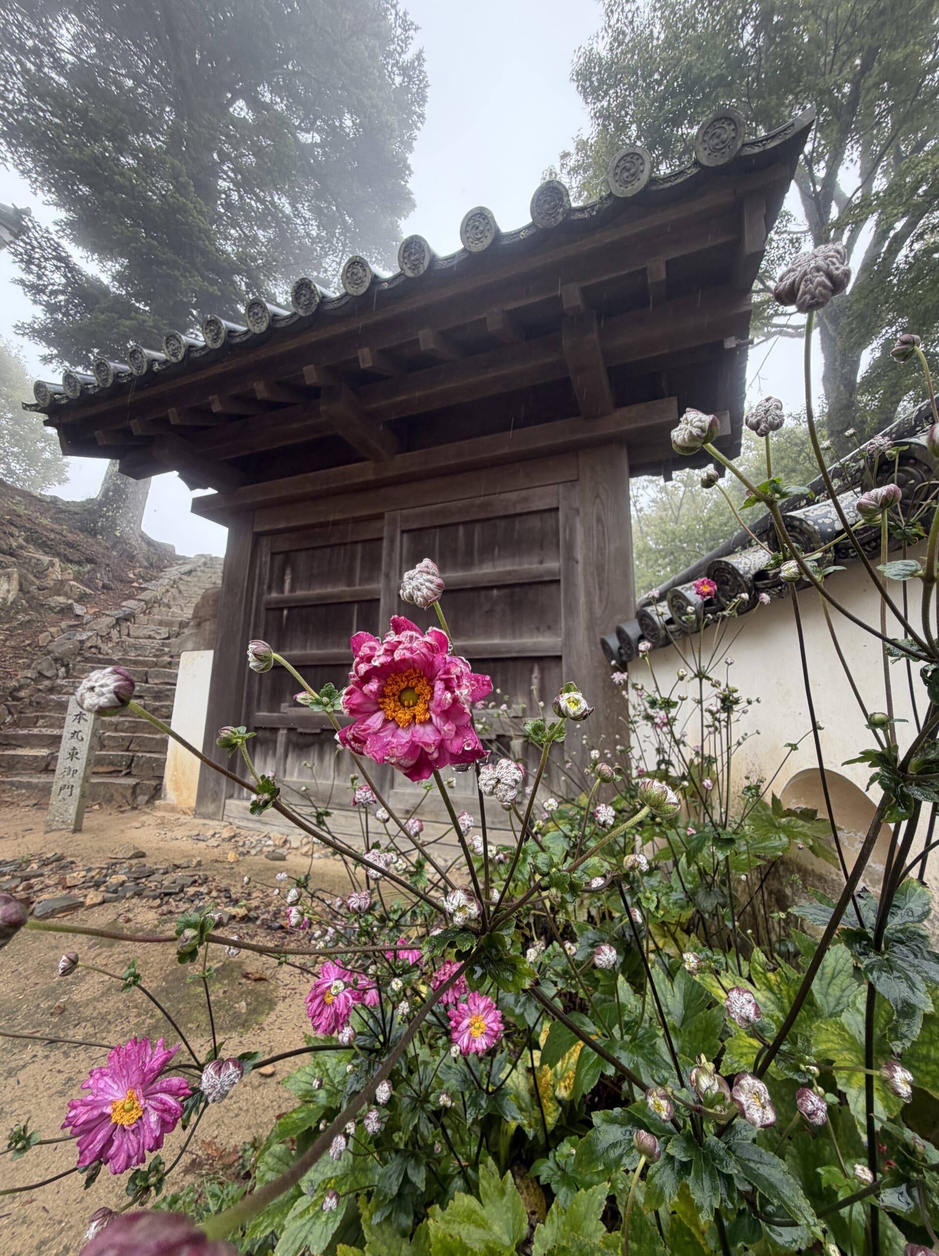 花越しに見上げる本丸東御門