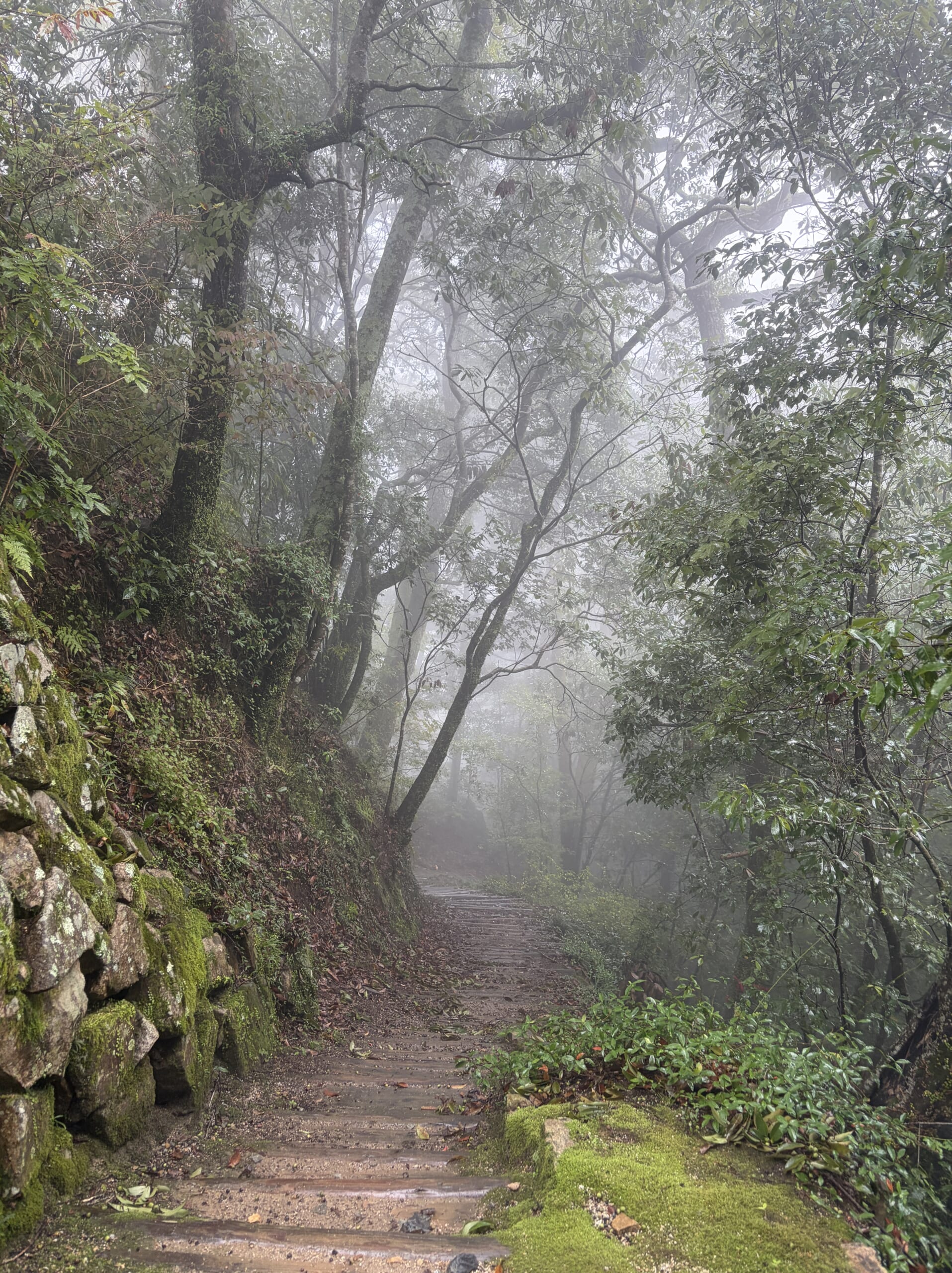 大松山城跡方面へ続く霧の山道