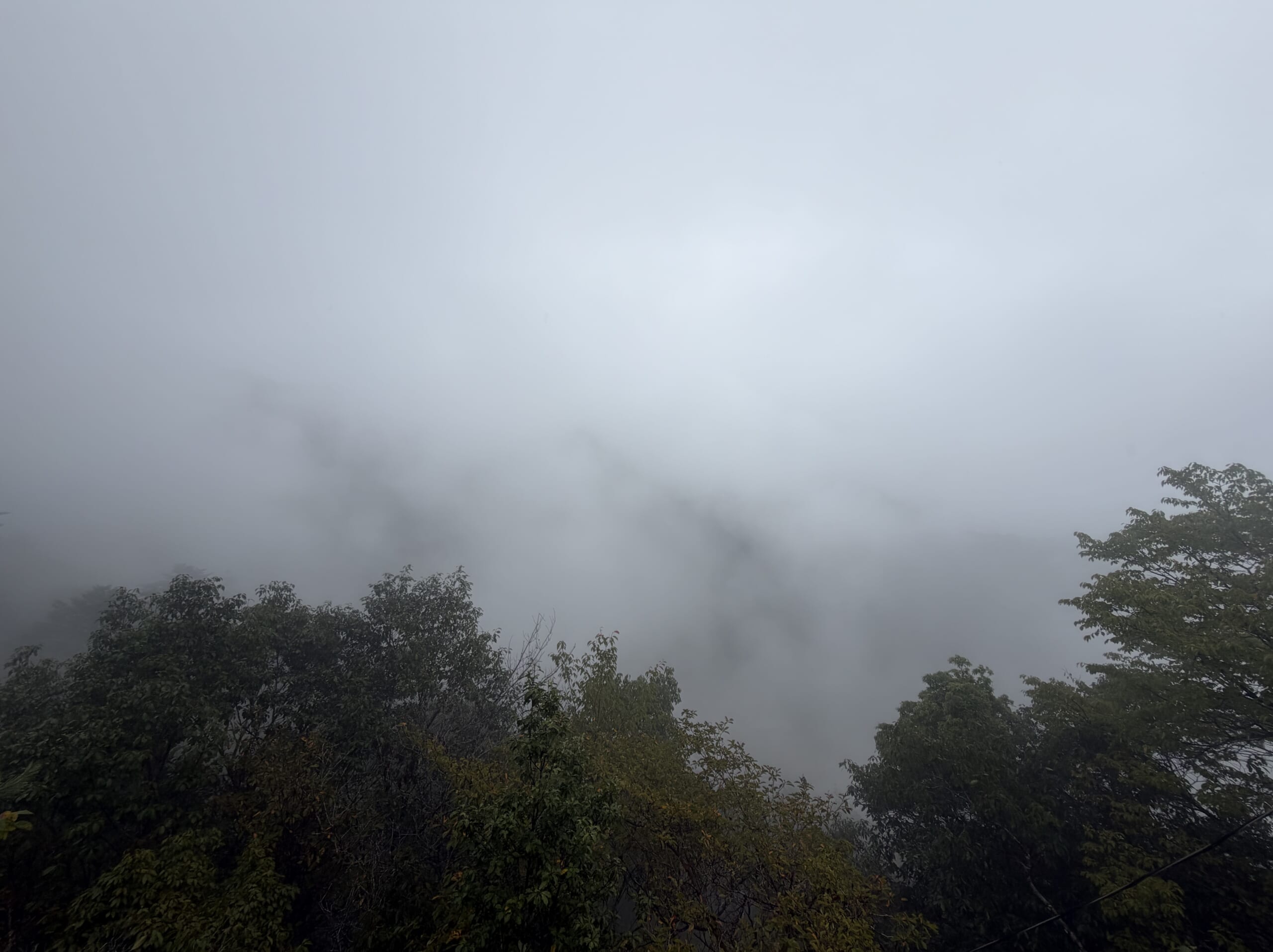 霧に包まれた山と雨に濡れた木々